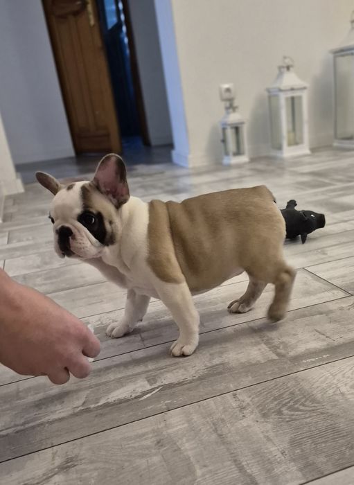 Buldog Francuski piesek Rocky