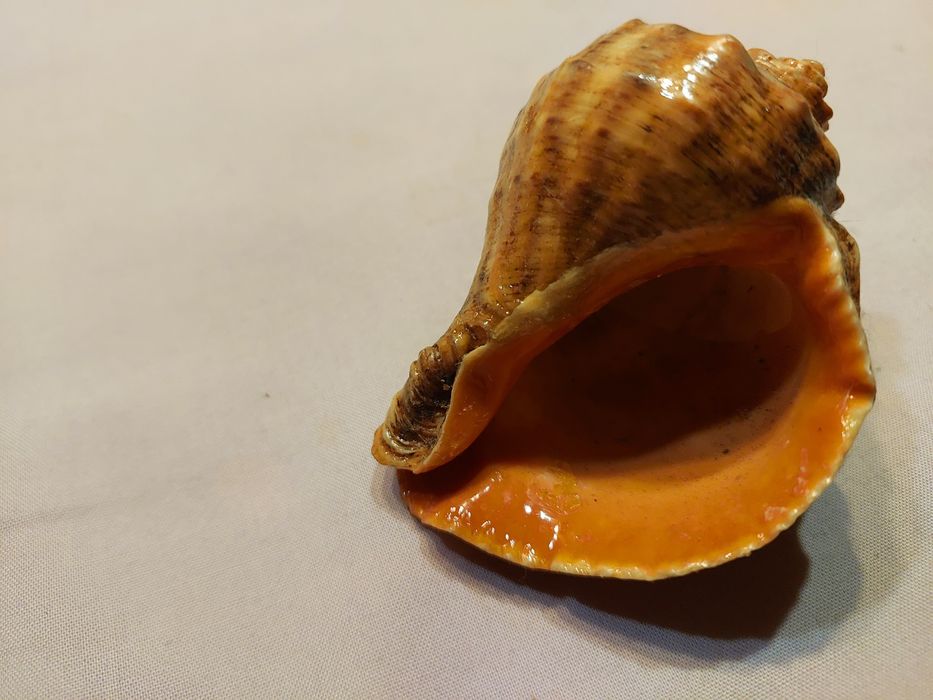 Ракушки. Рапани лакированние