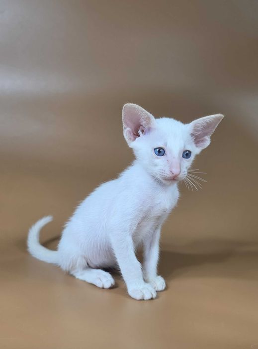 Ориентальный котенок сиамский красный мальчик Draco