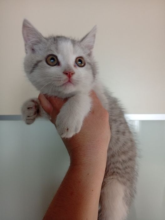 Котенок Британский