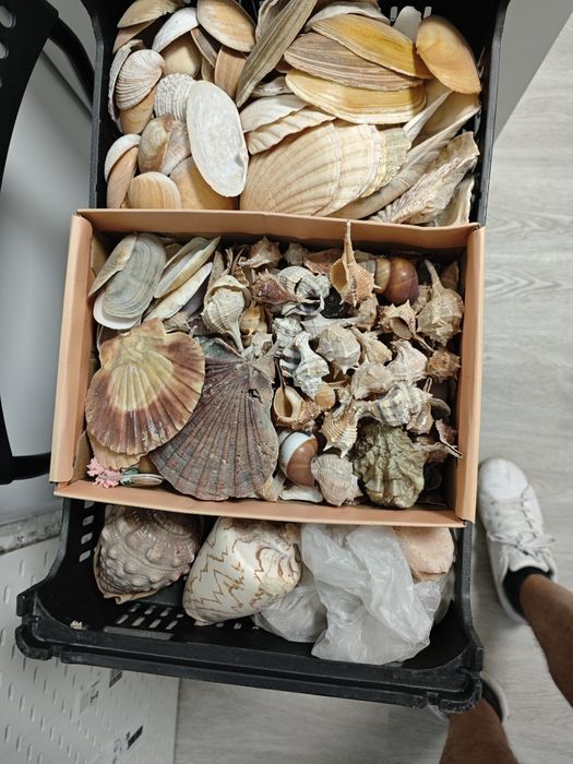 Conchas  Búzios Decoração ecoração