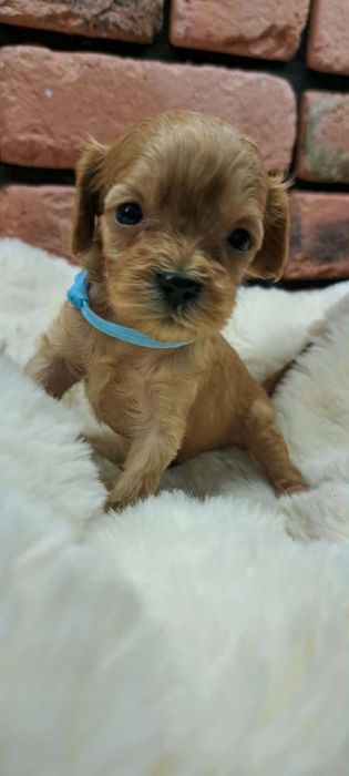 Cavapoo piękności