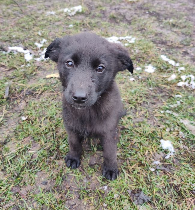 Собачка/сабака/цуценя