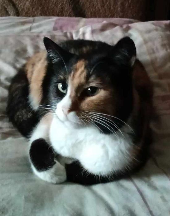 Кішка Муся стерилізована 3 роки в квартиру Відповідальна родина