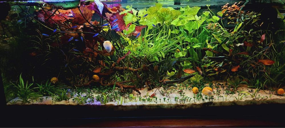 Założę/pomogę w założeniu akwarium/krewetkarium