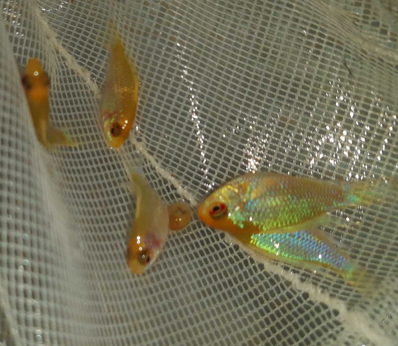 Pielęgniczka Ramireza odmiana PLATYNOWA - Mikrogeophagus ramirezi