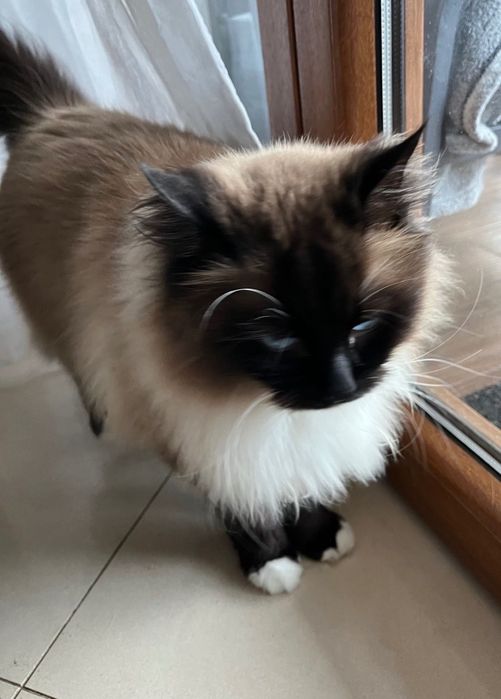 zaginął kot ragdoll