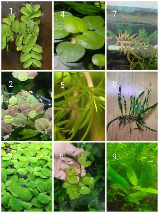 Акваріумні рослини