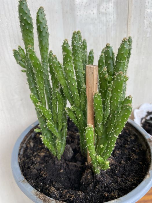 Кактус опунція заячі лапки, Opuntia Monacantha