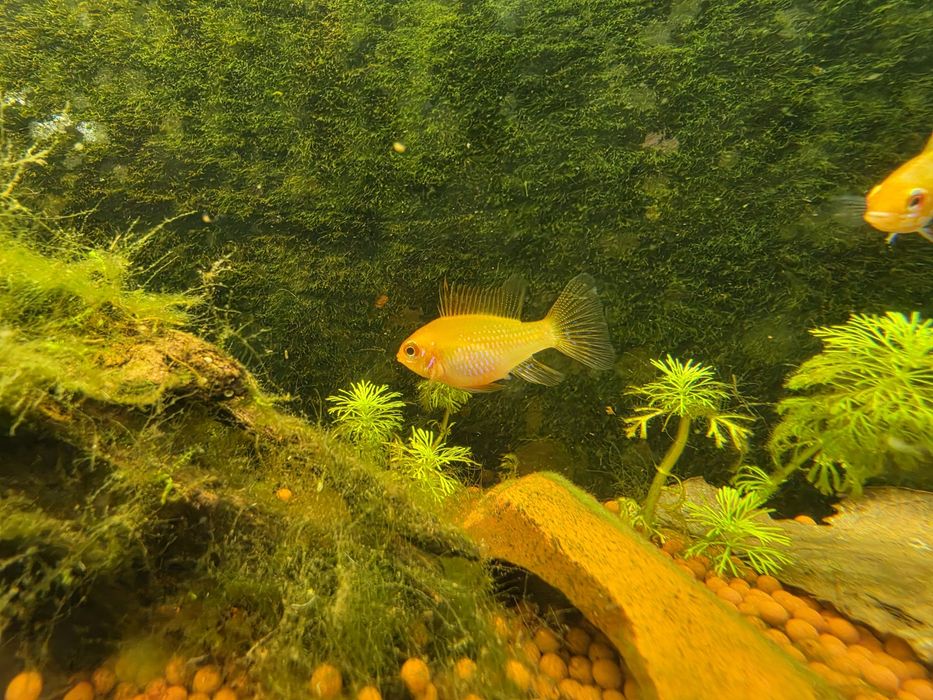 Ramirezi Gold (Mikrogeophagus Ramirezi)