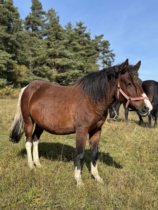 Klacze huculskie w różnym wieku
