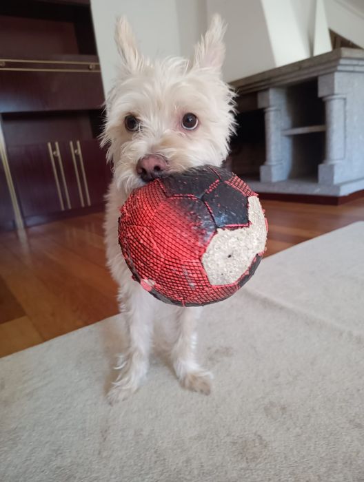 Pet Sitter em sua casa Viseu