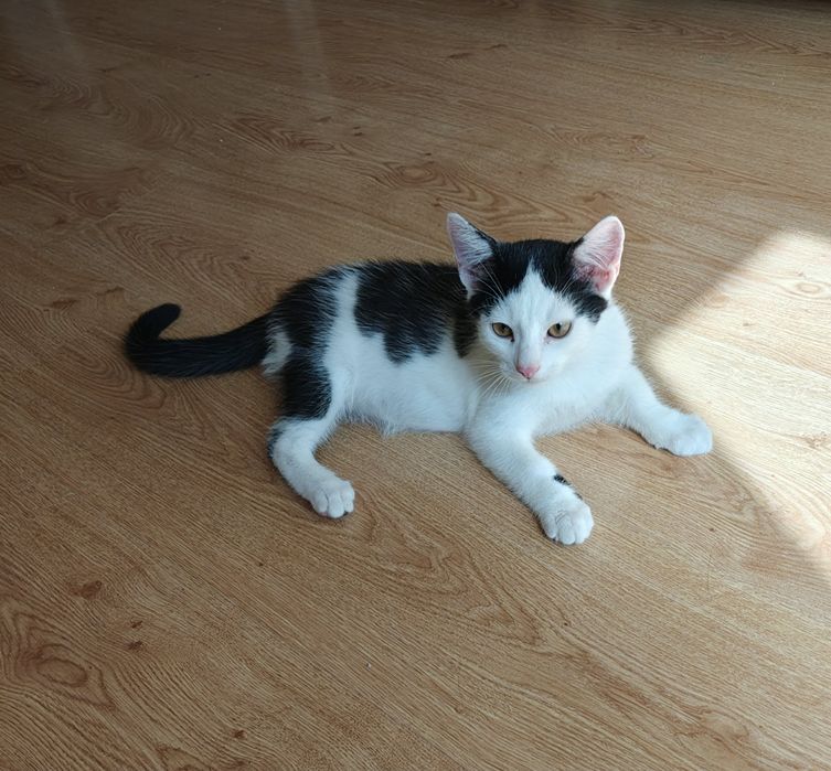Ten mały przystojniaczek szuka chaty ! Do adopcji od zaraz