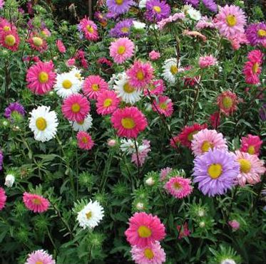 Sementes flores comestíveis biológicas certificadas - várias espécies