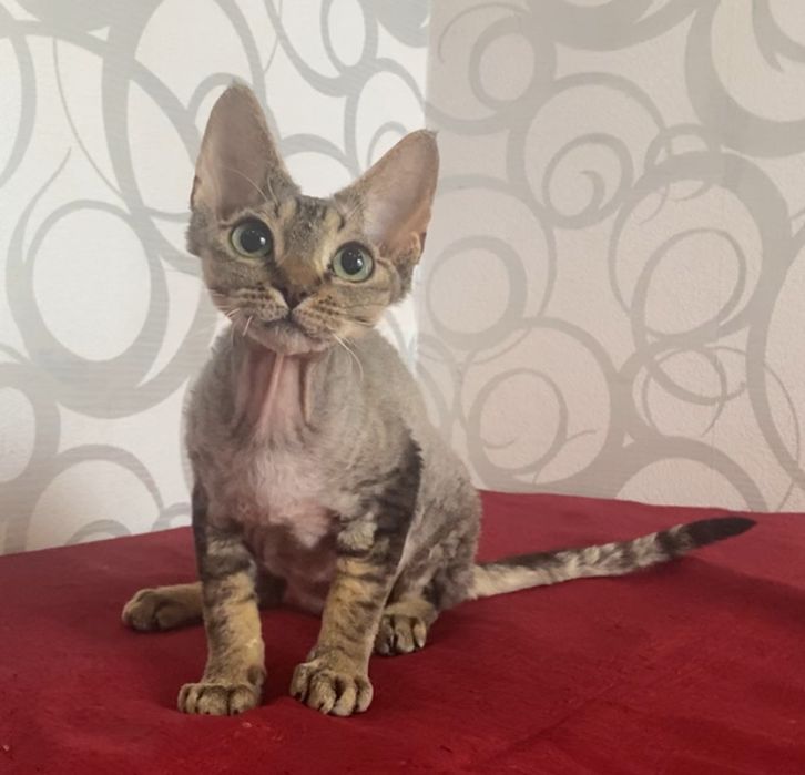 Девочка Девон рекс