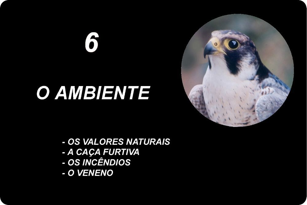 Livro A Caça ao Coelho