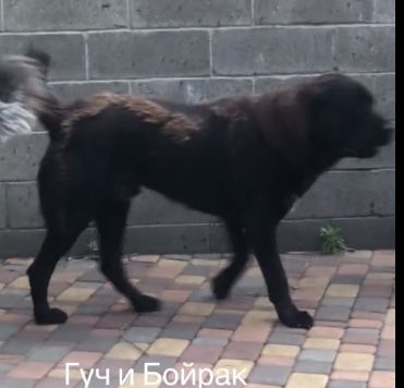 Кобель сао 2 года ксу вязка