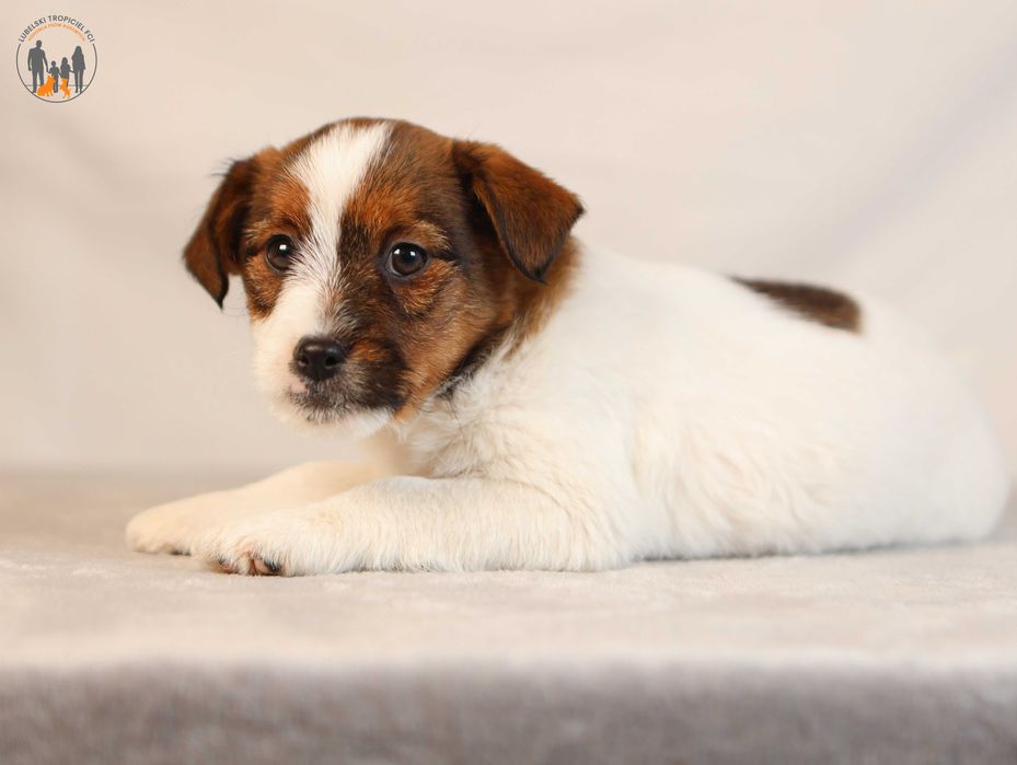 Jack Russell Terrier ZKwP FCI