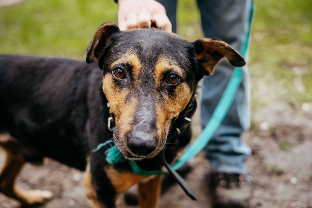 JESION - niesamowity pieszczoch szuka domu