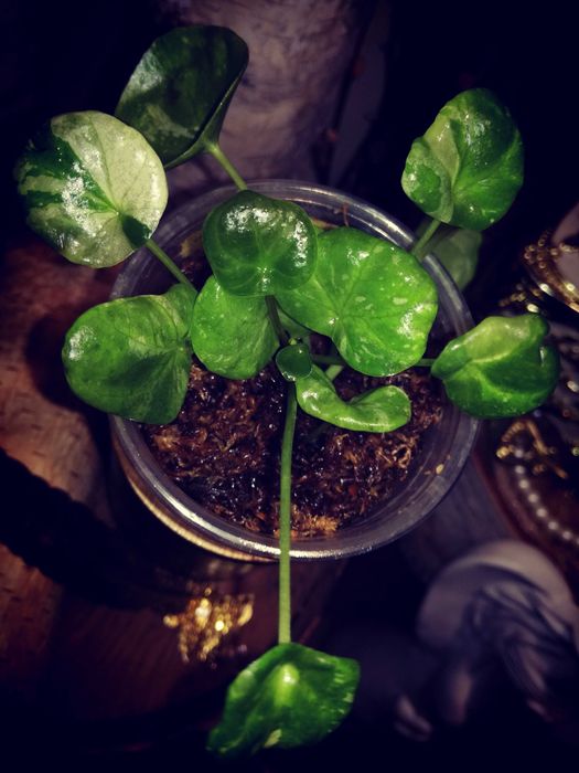 Pilea Albo Variegata roś UNIKAT Drzewko Szczęścia i pieniędzy monstera