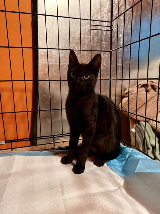 6 miesięczny kotek do adopcji