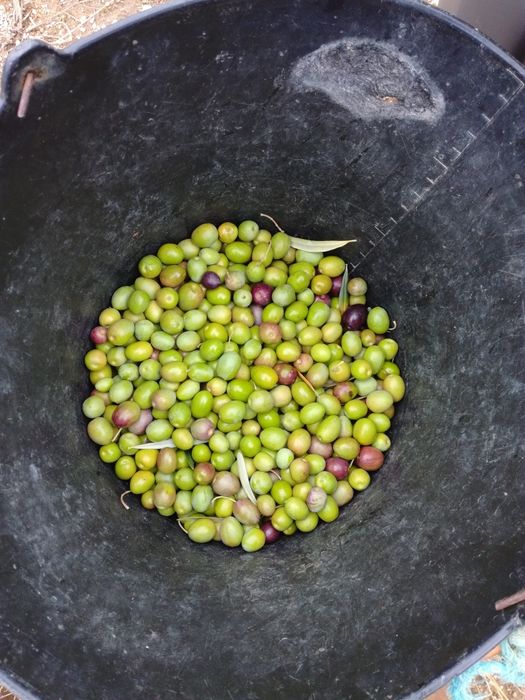 Azeite Novo  Virgem Extra de Trás-os-Montes c/ 0.2% acidez
