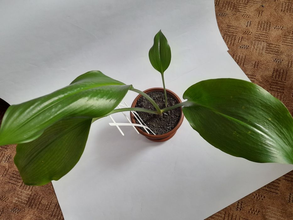 Эухарис амазонская лилия