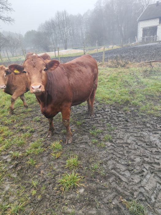 Jałówki cielne mięsne hereford limousine angus