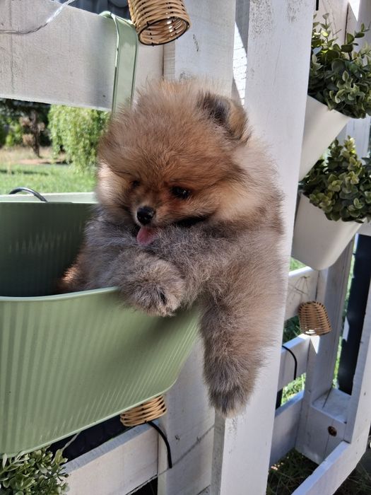 Pomeranian szpic miniatura