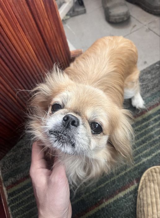 Віддам пекінеса у добрі руки