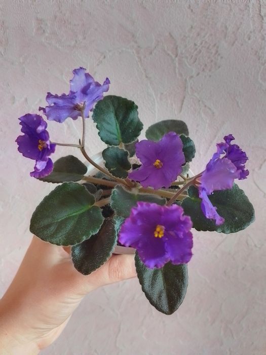 Продам сортову фіалку Нд Матрица