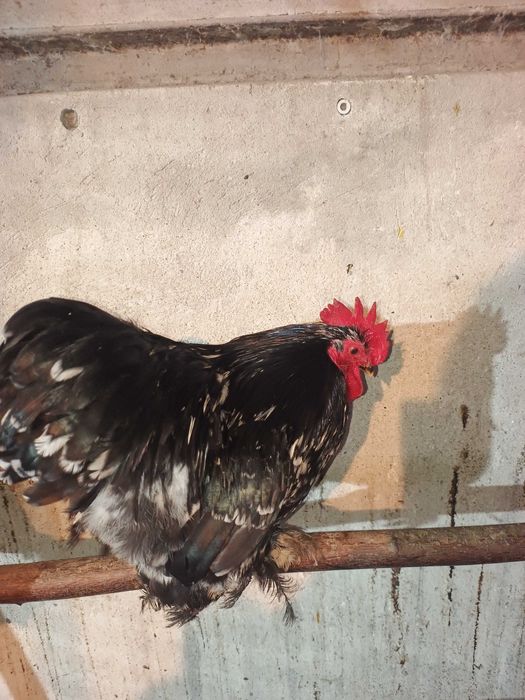 sprzedam kogutki kochin, silka