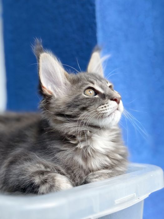 Kotka Maine Coon kociak