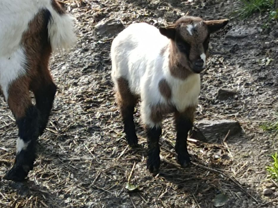 2 Cabritos para venda