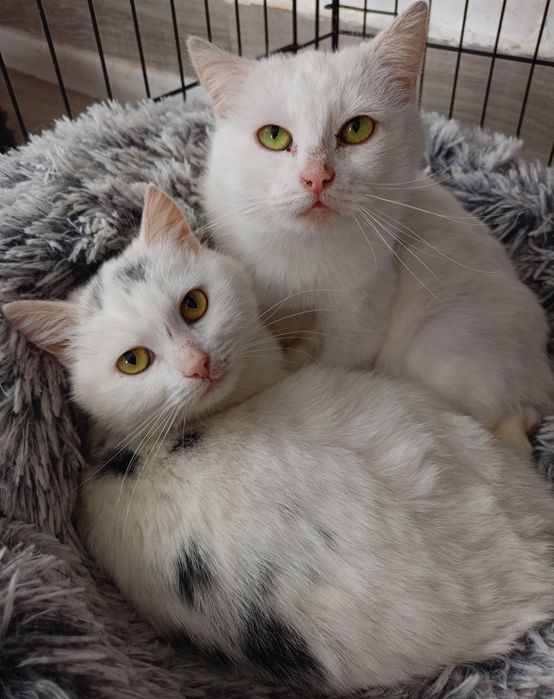 Piękne koteczki czekają na dom