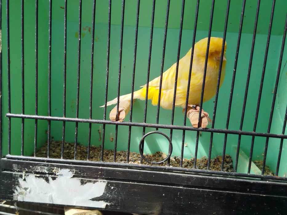 Canário Norwich macho 2025