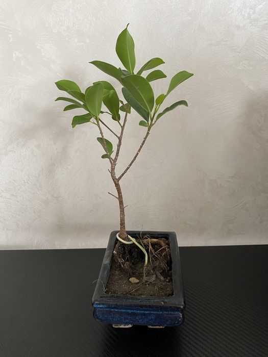 Фікус бонсай Ficus bonsai