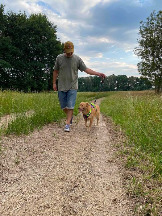 AMBER cudna, nieśmiała suczka szuka swojego domu adopcja