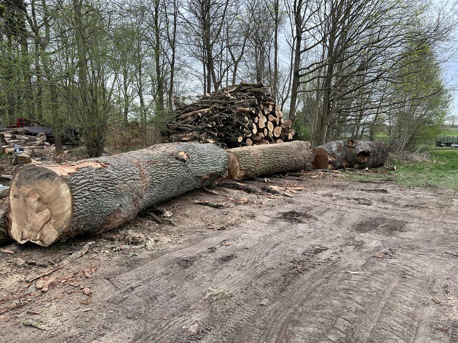 Dab dluzyca kłoda tartaczny