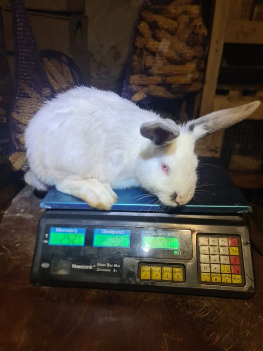 Кролики на плід.Кроли на племя