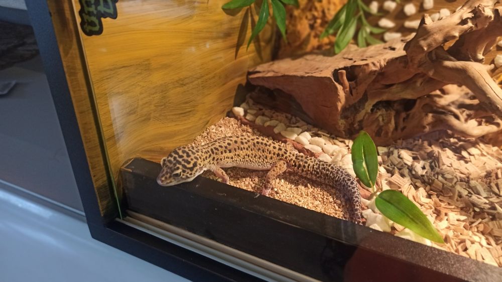 Terrarium duże, ładne plus gadzety