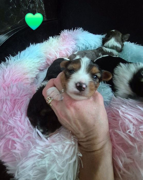 Yorkshire terrier Piesek blueberry