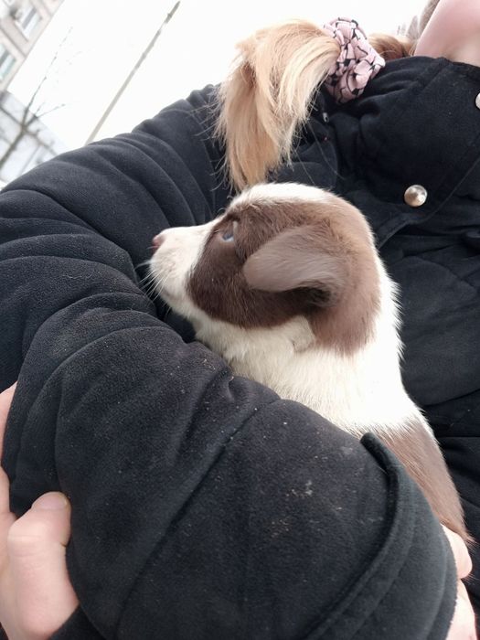 Без породистая щенок девочка