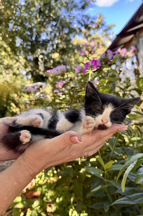 Котята ищут дома / кошенята шукають домівки
