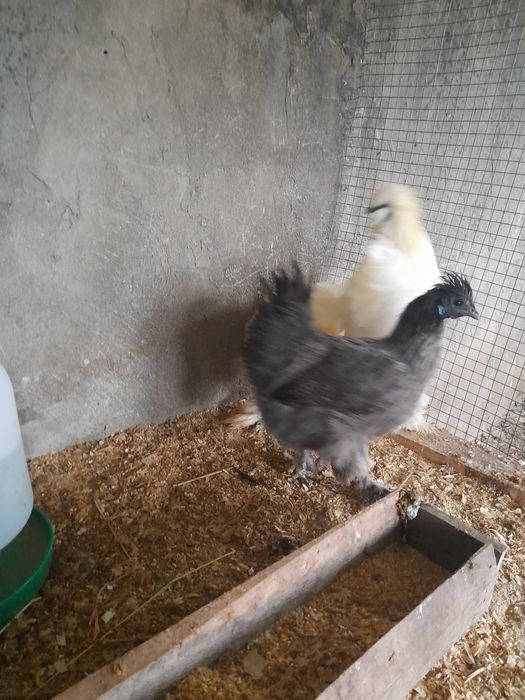 Ovos  sedosas do Japão