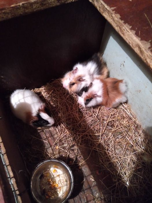 Продам морских свинок