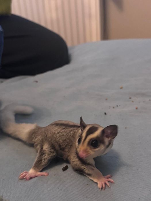 Lotopałanka karłowata - dwoch braci- z polecanej hodowli