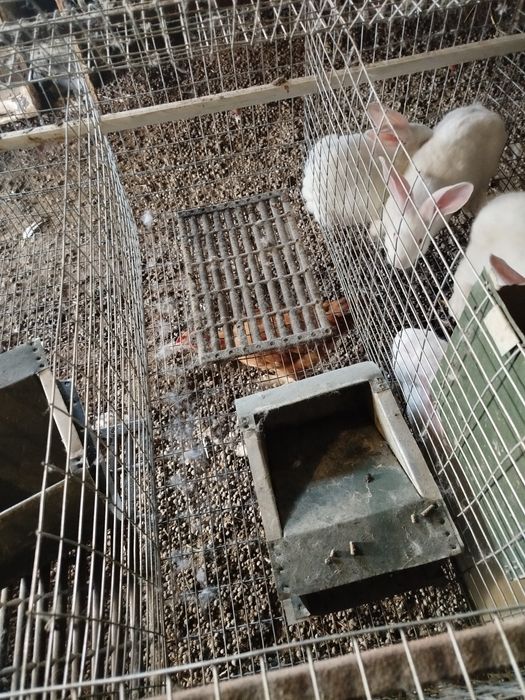 Клітки для кроликів