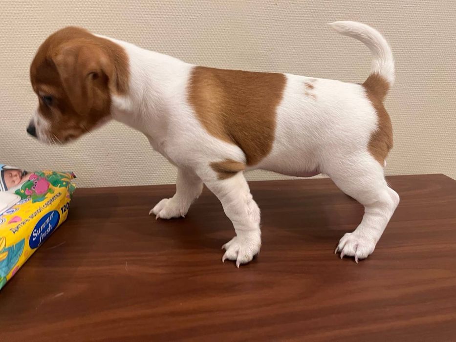 Цуценя Джек Рассел терьєр (дівчинка)