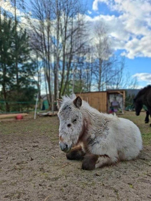Ogierek mini appaloosa